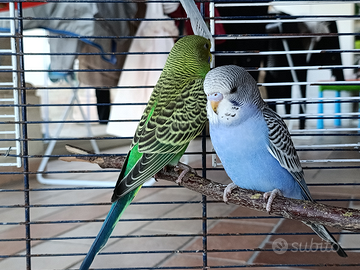 Cocorita di varie mutazioni