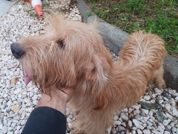 Bassotto fulvo originale