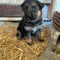 Cuccioli di pastore tedesco