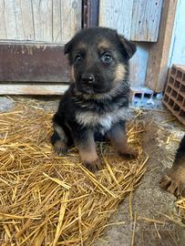 Cuccioli di pastore tedesco