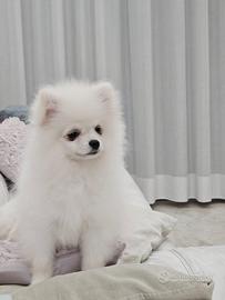 Spitz Pomenadia pedigree Enci