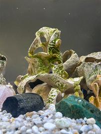 Decorazioni acquario e terrario marca cretaqua