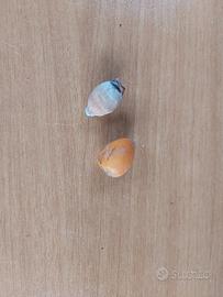 semi di  palma cocos plumosa  regina 