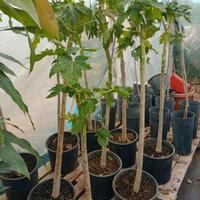 carica papaya vaso 24 a margotte 