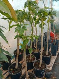 carica papaya vaso 24 a margotte 