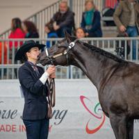 Stallone QUARTER HORSE stagione di monta 2026