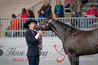 Stallone QUARTER HORSE stagione di monta 2026