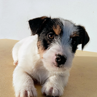 Jack Russell Terrier Maschio