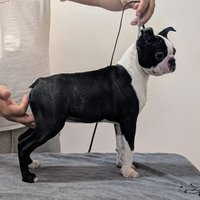 Super cucciolo boston terrier, allevamento enci