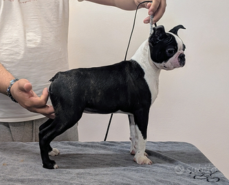 Super cucciolo boston terrier, allevamento enci