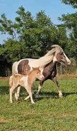 Famiglia speciale pony