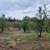 Terreno agricolo adiacente al paese