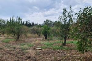 Terreno agricolo adiacente al paese