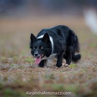 Border collie femmina
