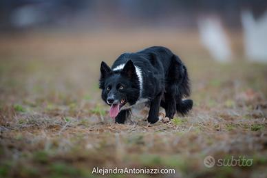 Border collie femmina
