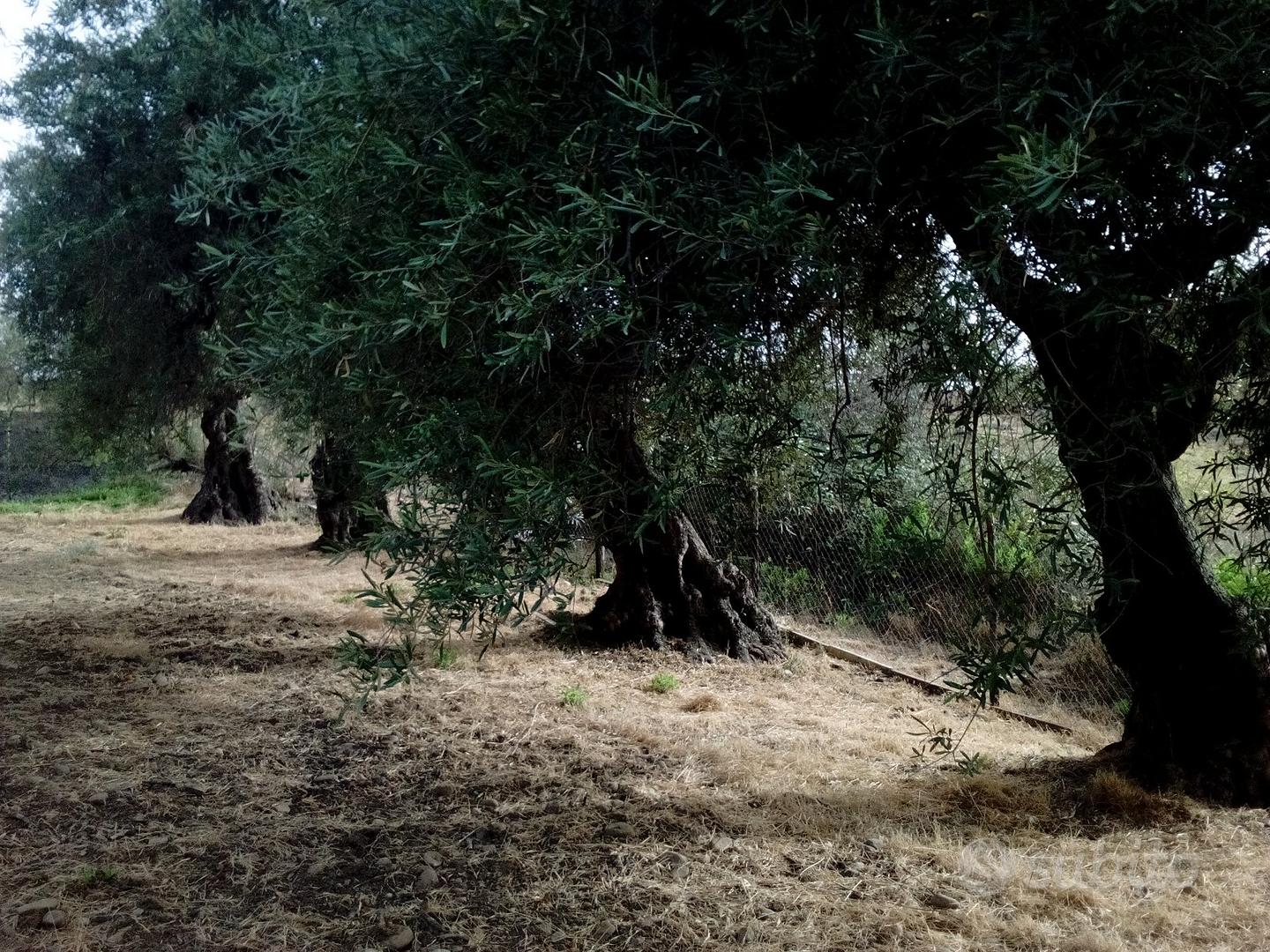 Terreno agricolo - Vista 3