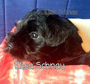 Cuccioli Schnauzer Nano Nero