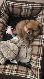 Spitz di Pomerania toy