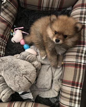 Spitz di Pomerania toy