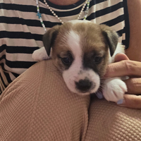 Srupenda cucciola jack russell pelo broken