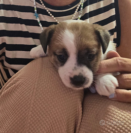 Srupenda cucciola jack russell pelo broken