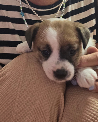 Srupenda cucciola jack russell pelo broken