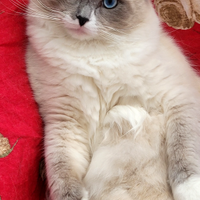 Ragdoll maschio disponibile per monta. No vendita