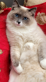 Ragdoll maschio disponibile per monta. No vendita