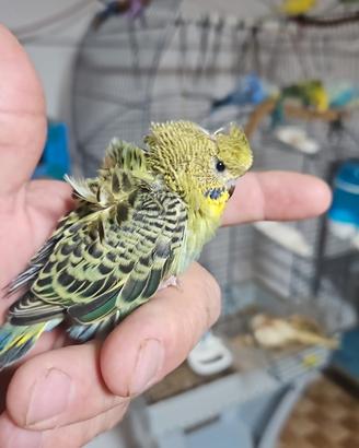 Pappagallino addomesticato