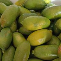 finger lime