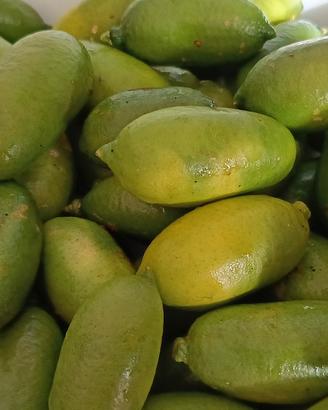 finger lime