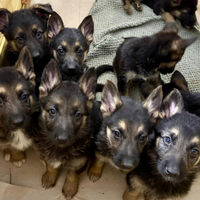 Cuccioli di pastore tedesco