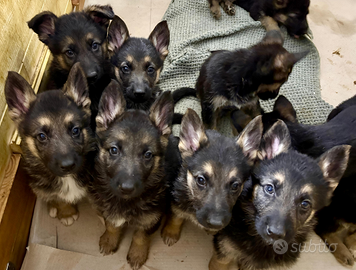 Cuccioli di pastore tedesco