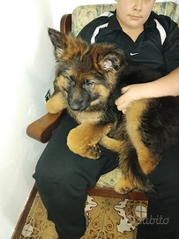 Pastore tedesco maschio