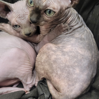 Cuccioli sphynx gatto nudo