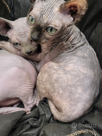 Cuccioli sphynx gatto nudo