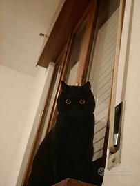 Disponibile Maschio British shorthair per monta