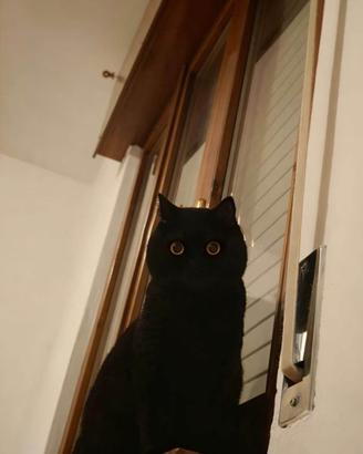 Disponibile Maschio British shorthair per monta