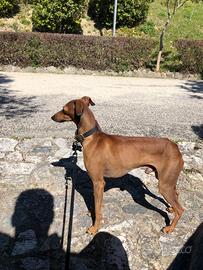 Piccolo levriero italiano