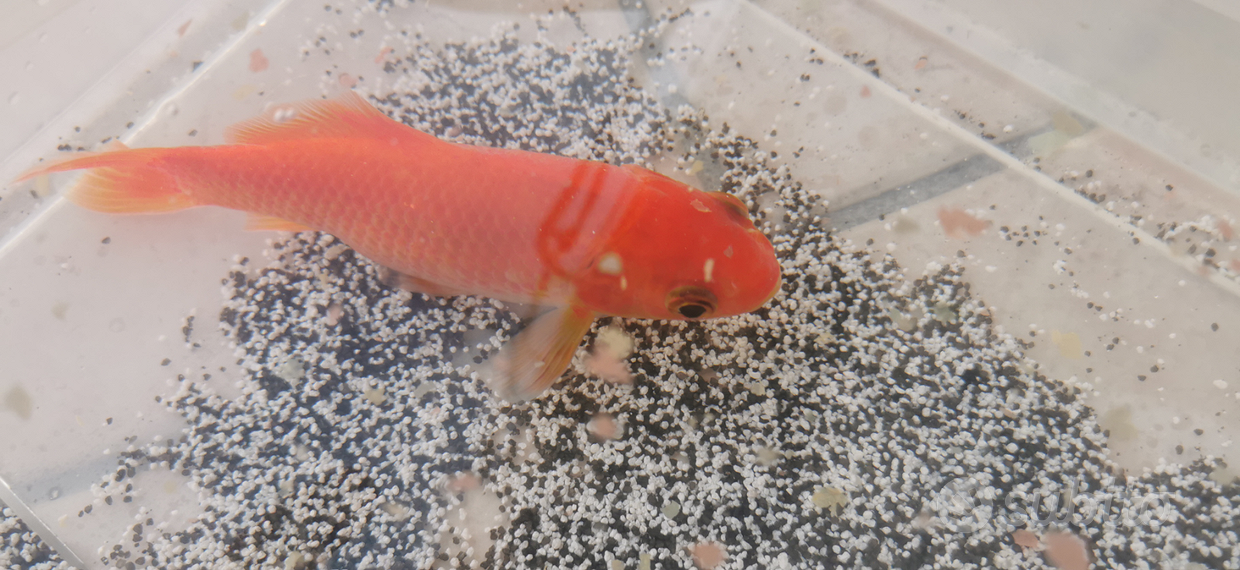 Pesciolini rossi Regalo e vendita animali