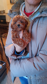 Barboncino maschio nano piccolo e Toy femmina