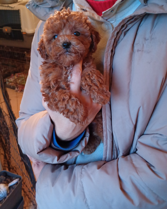 Barboncino maschio nano piccolo e Toy femmina