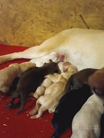 Labrador Cuccioli con Pedigree