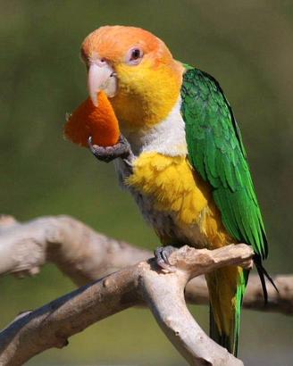 Ultimo caicco testa arancio