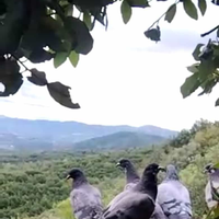 Piccioni Volantini da Palco