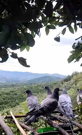 Piccioni Volantini da Palco