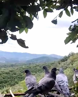 Piccioni Volantini da Palco