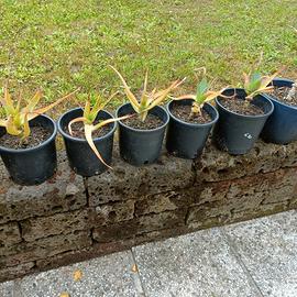 piante di aloe vera 