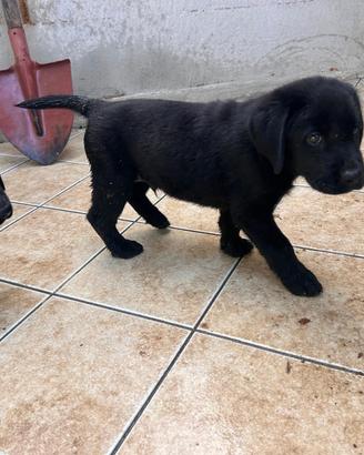 Labrador cucciolo maschio mantello nero