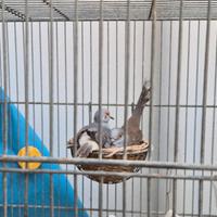 Tortorelle diamantine